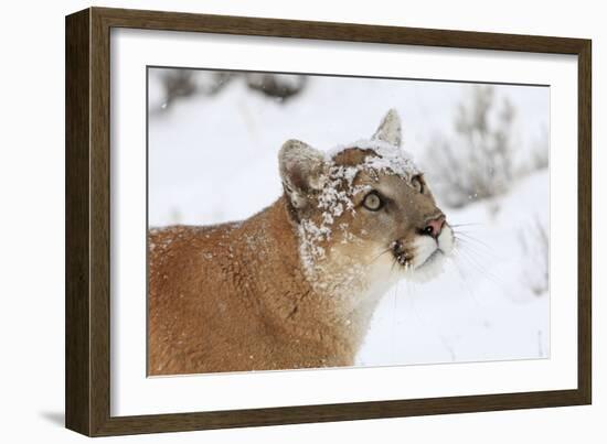 Puma in Snow-null-Framed Photographic Print