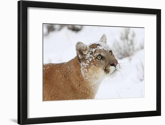 Puma in Snow-null-Framed Photographic Print