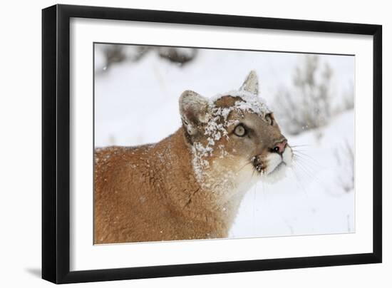 Puma in Snow-null-Framed Photographic Print