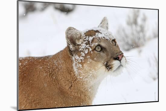 Puma in Snow-null-Mounted Photographic Print