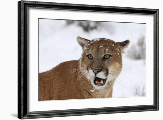 Puma in Snow-null-Framed Photographic Print