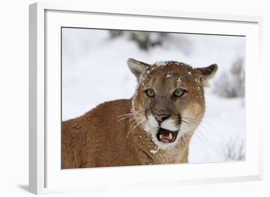 Puma in Snow-null-Framed Photographic Print