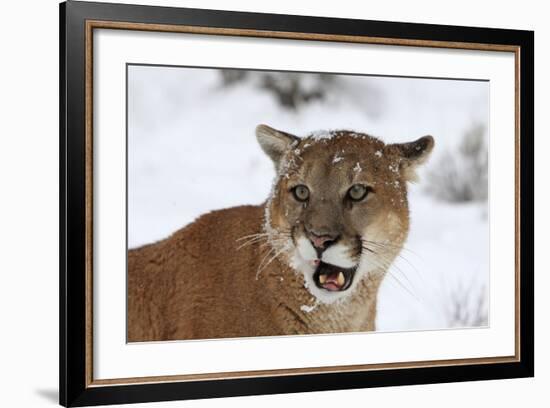 Puma in Snow-null-Framed Photographic Print