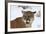 Puma in Snow-null-Framed Photographic Print