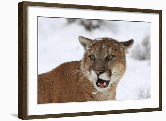 Puma in Snow-null-Framed Photographic Print