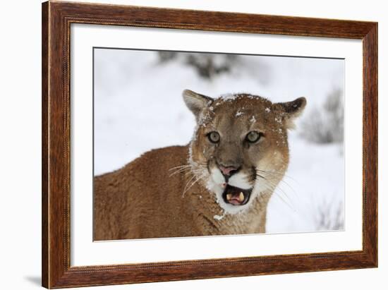 Puma in Snow-null-Framed Photographic Print