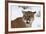 Puma in Snow-null-Framed Photographic Print