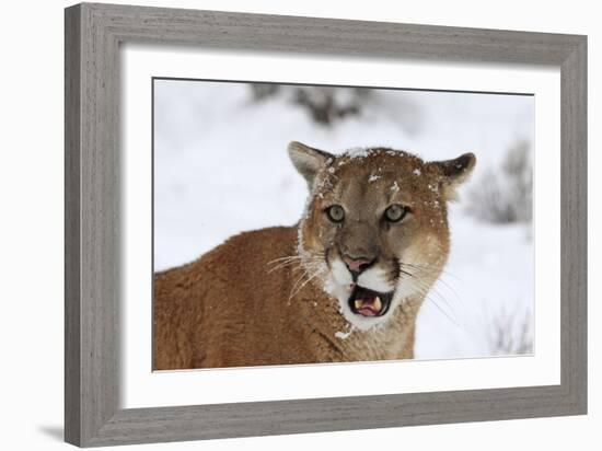 Puma in Snow-null-Framed Photographic Print