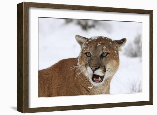 Puma in Snow-null-Framed Photographic Print