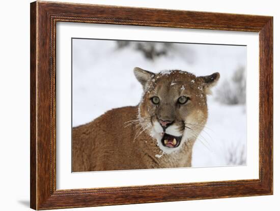 Puma in Snow-null-Framed Photographic Print