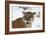 Puma in Snow-null-Framed Photographic Print