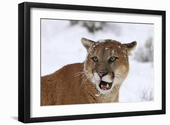 Puma in Snow-null-Framed Photographic Print