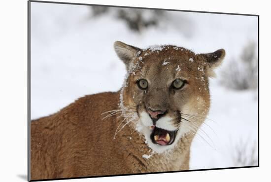 Puma in Snow-null-Mounted Photographic Print