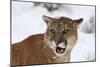 Puma in Snow-null-Mounted Photographic Print