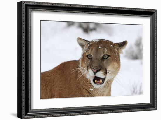 Puma in Snow-null-Framed Photographic Print