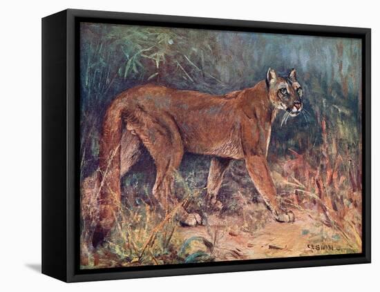 Puma in the Wild-Cuthbert Swan-Framed Stretched Canvas