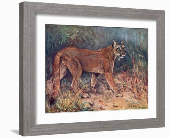 Puma in the Wild-Cuthbert Swan-Framed Art Print