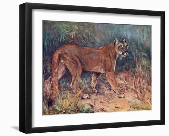 Puma in the Wild-Cuthbert Swan-Framed Art Print