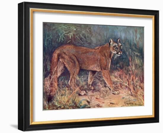 Puma in the Wild-Cuthbert Swan-Framed Art Print