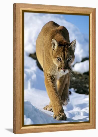 Puma in Winter-null-Framed Premier Image Canvas