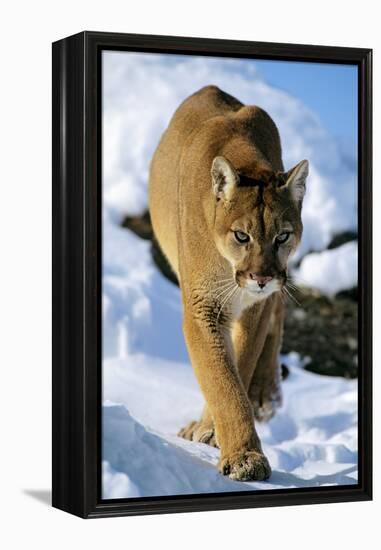 Puma in Winter-null-Framed Premier Image Canvas