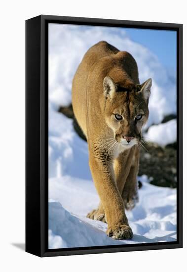 Puma in Winter-null-Framed Premier Image Canvas