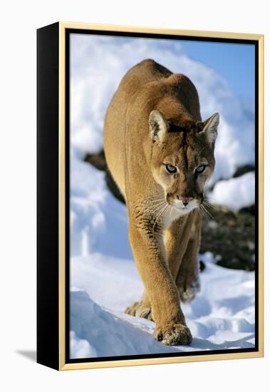 Puma in Winter-null-Framed Premier Image Canvas