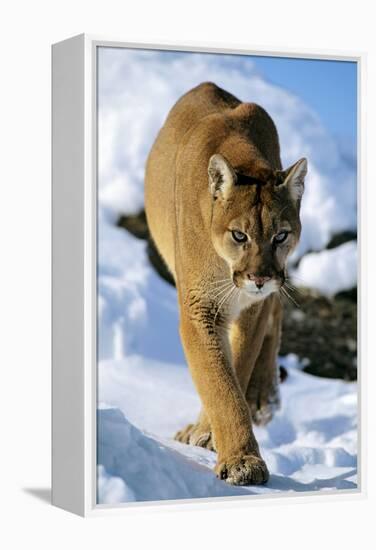 Puma in Winter-null-Framed Premier Image Canvas