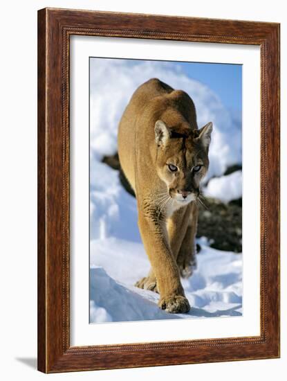 Puma in Winter-null-Framed Photographic Print