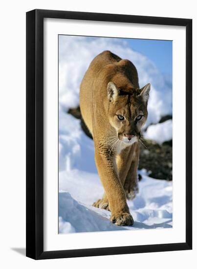 Puma in Winter-null-Framed Photographic Print