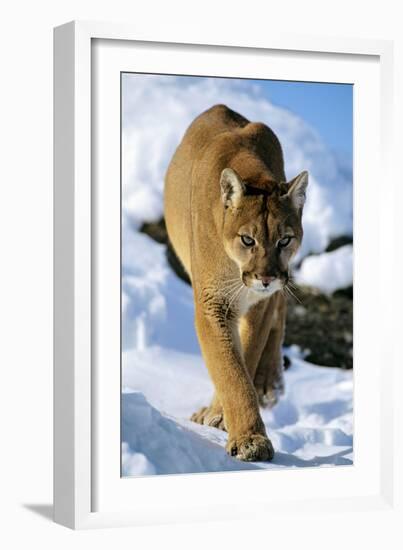 Puma in Winter-null-Framed Photographic Print