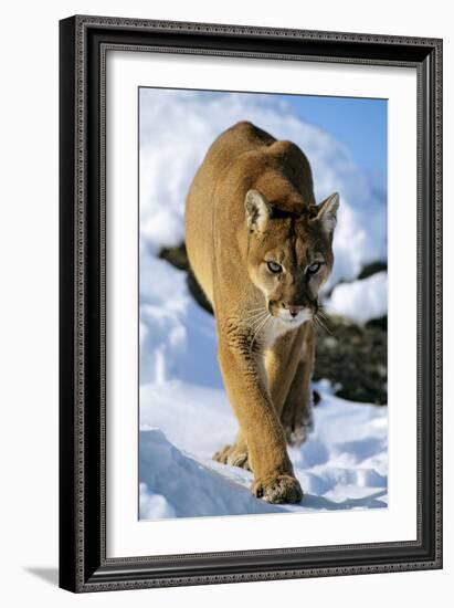 Puma in Winter--Framed Photographic Print