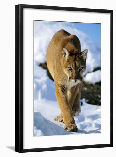 Puma in Winter-null-Framed Photographic Print