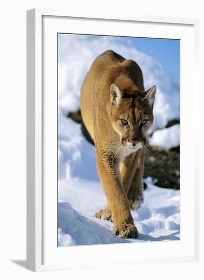Puma in Winter-null-Framed Photographic Print