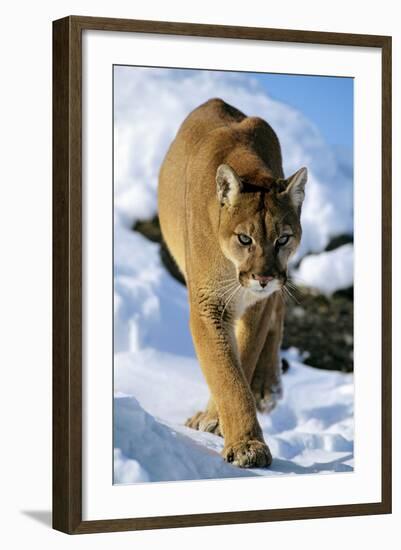 Puma in Winter-null-Framed Photographic Print