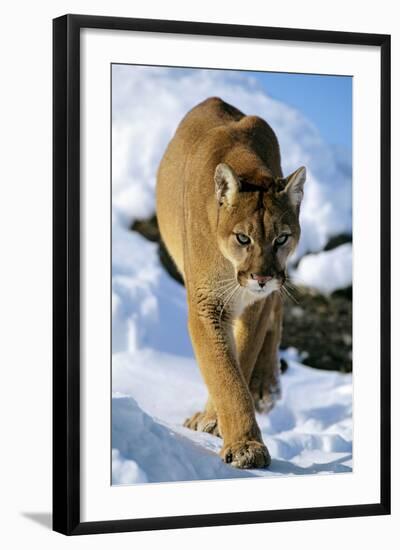 Puma in Winter--Framed Photographic Print