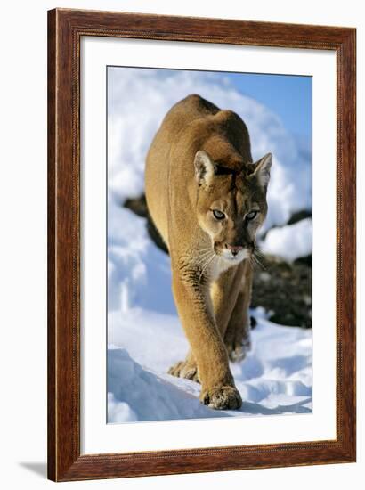 Puma in Winter-null-Framed Photographic Print