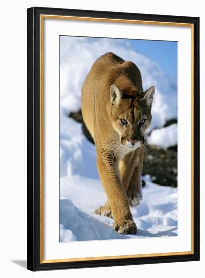 Puma in Winter-null-Framed Photographic Print