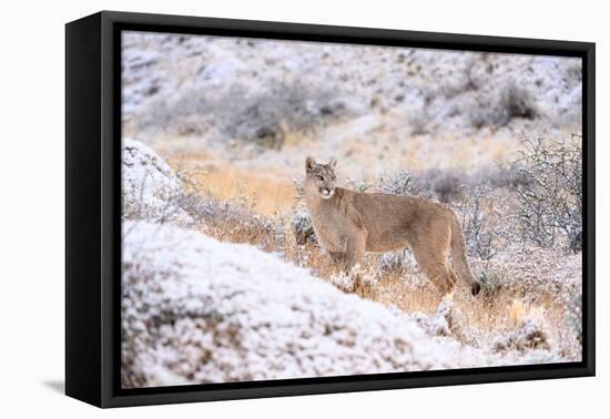 Puma on snowy hillside, Torres del Paine National Park, Chile-Nick Garbutt-Framed Premier Image Canvas