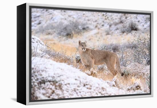 Puma on snowy hillside, Torres del Paine National Park, Chile-Nick Garbutt-Framed Premier Image Canvas