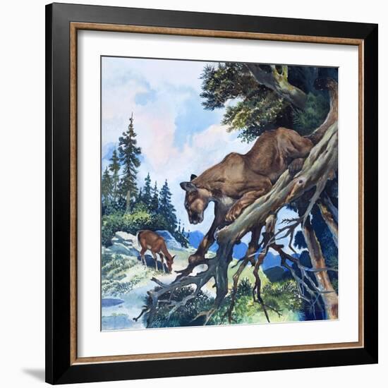 Puma on the Prowl, 1963-G. W Backhouse-Framed Giclee Print