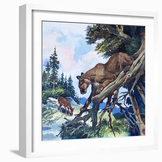 Puma on the Prowl, 1963-G. W Backhouse-Framed Giclee Print