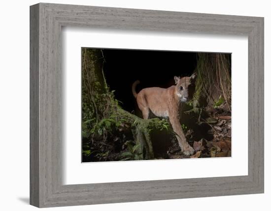 Puma (Puma concolor)  in Choco rainforest, Ecuador.-Nick Hawkins-Framed Photographic Print