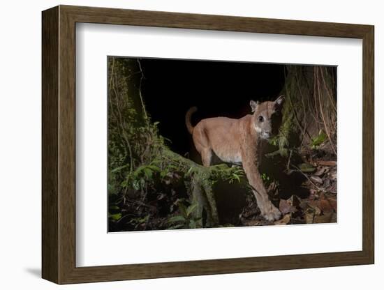 Puma (Puma concolor)  in Choco rainforest, Ecuador.-Nick Hawkins-Framed Photographic Print