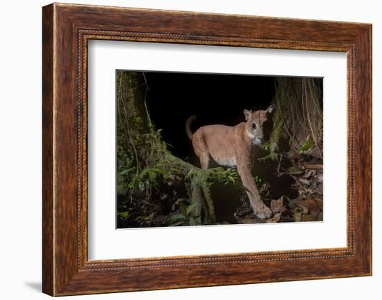 Puma (Puma concolor)  in Choco rainforest, Ecuador.-Nick Hawkins-Framed Photographic Print