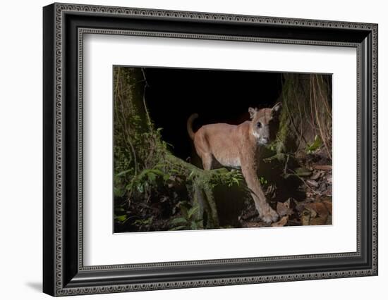 Puma (Puma concolor)  in Choco rainforest, Ecuador.-Nick Hawkins-Framed Photographic Print