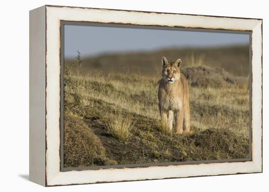 Puma (Puma Concolor) in High Altitude Habitat, Torres Del Paine National Park, Chile-Gabriel Rojo-Framed Premier Image Canvas