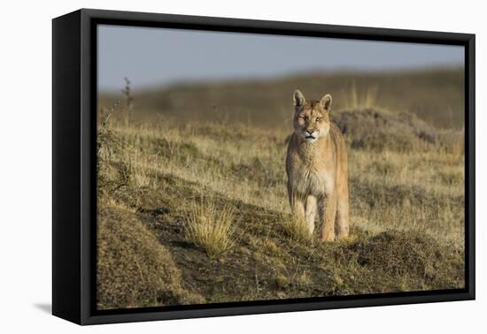 Puma (Puma Concolor) in High Altitude Habitat, Torres Del Paine National Park, Chile-Gabriel Rojo-Framed Premier Image Canvas