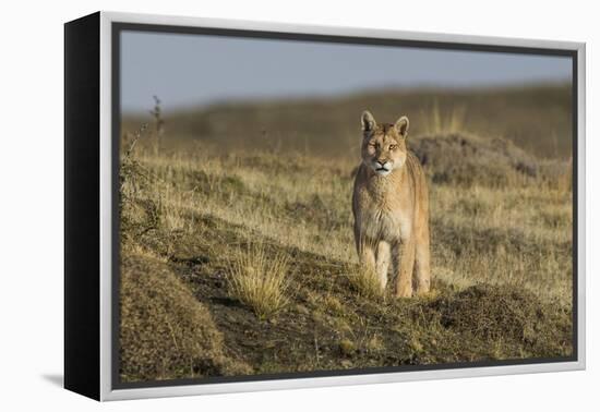 Puma (Puma Concolor) in High Altitude Habitat, Torres Del Paine National Park, Chile-Gabriel Rojo-Framed Premier Image Canvas