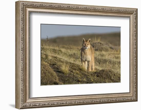 Puma (Puma Concolor) in High Altitude Habitat, Torres Del Paine National Park, Chile-Gabriel Rojo-Framed Photographic Print